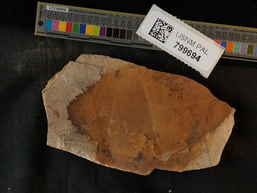 Plantae