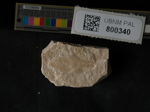 Plantae