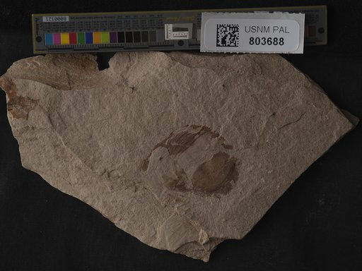 Mollusca