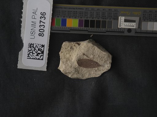 Plantae