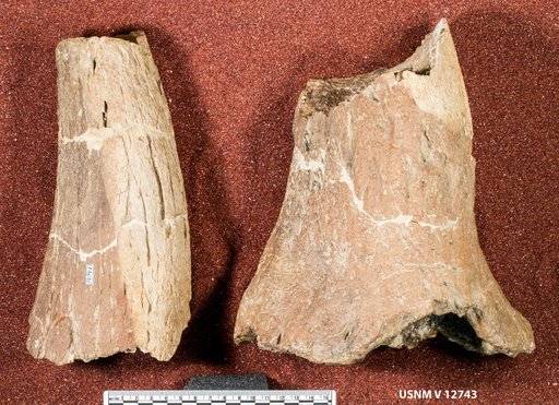 Pentaceratops sp