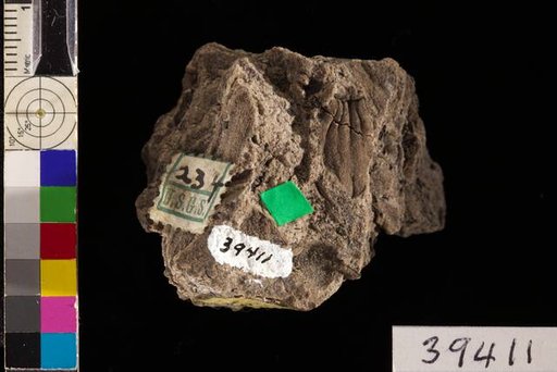 Rhynchogonium choctavense White, 1936