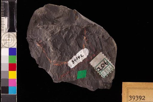 Rhodea cf. tenuis