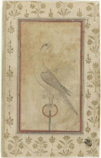 Hunting falcon