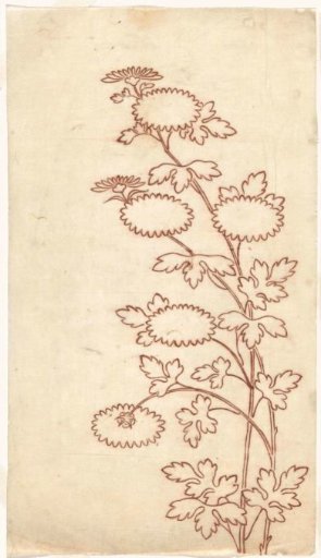 Chrysanthemums