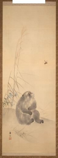 Monkey