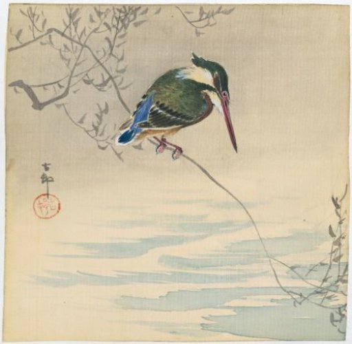Kingfisher