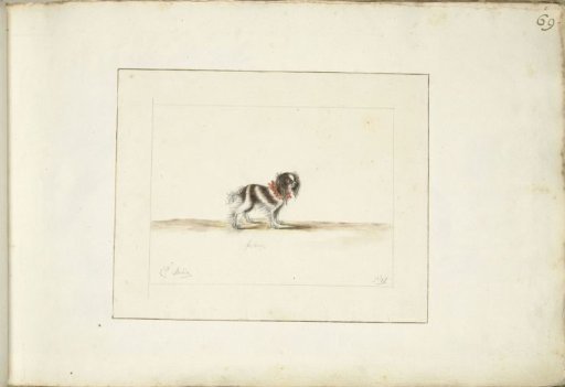 Dog Actaeon