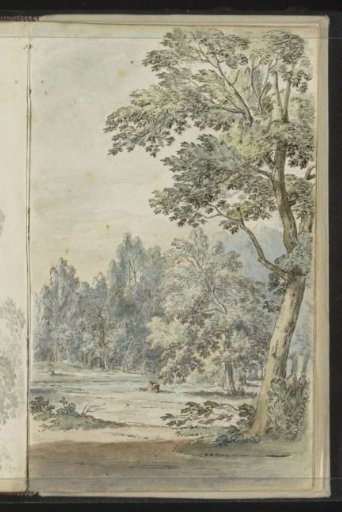 Clearing in a forest