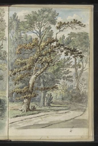 Forest path