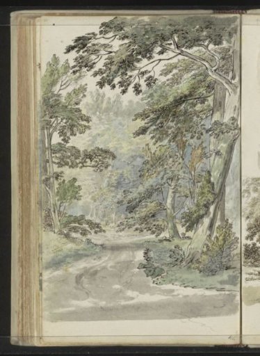 Forest Path