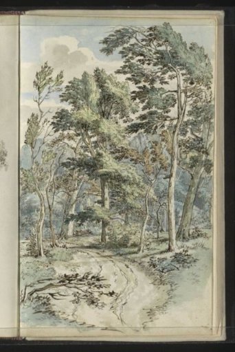 Forest path