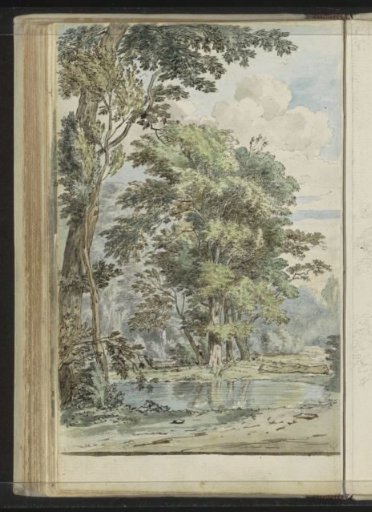 Pool in a forest