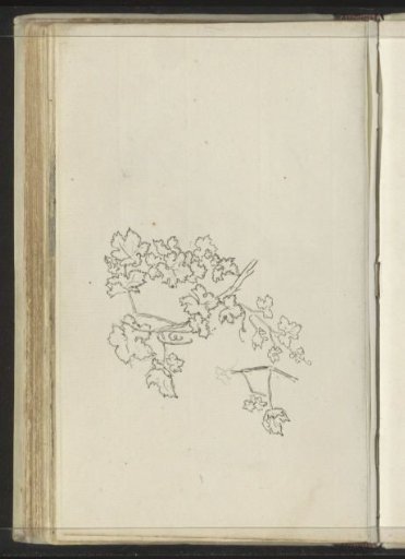 Branches with leaves