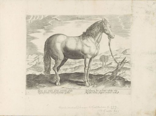 Horse from Turkey