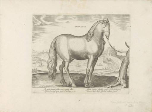 Horse from Brittany (Brittanus)