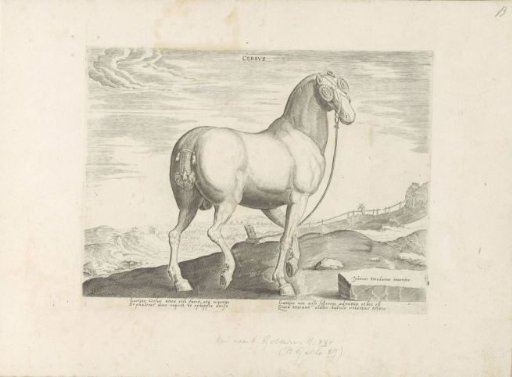 Horse from Corsica