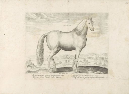 Stallion from Anatolia