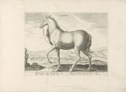 Horse from Albania