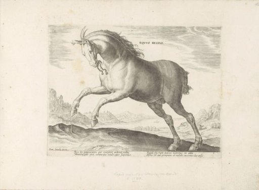 Horse of the breed Equus Regius (the Royal)