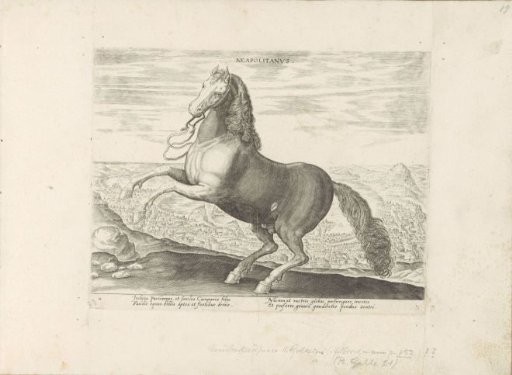 Horse from Naples