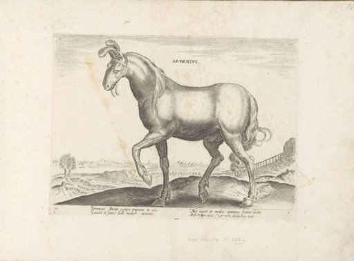 Horse from Armenia