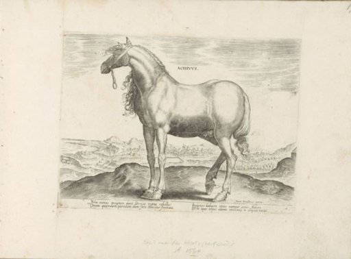 Horse from Greece