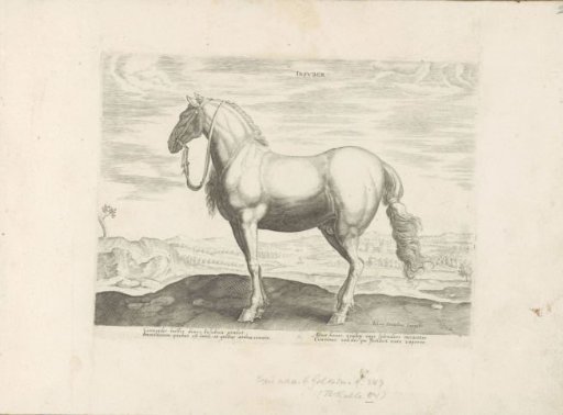 Horse from Northern Italy