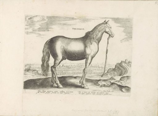 Horse from Thessaly