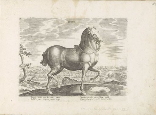 Horse from England