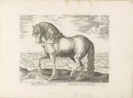 Horse from Friesland