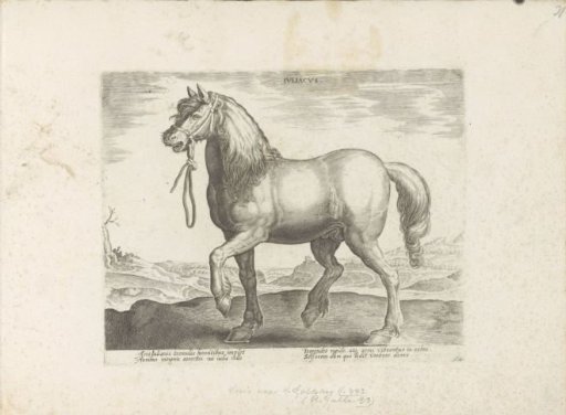 Horse from Gulik (Juliacus)