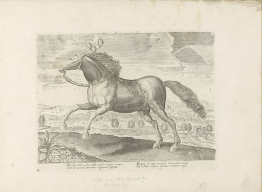 Arabian horse