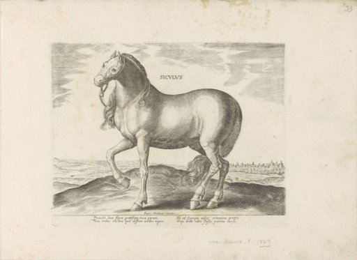 Horse from Sicily