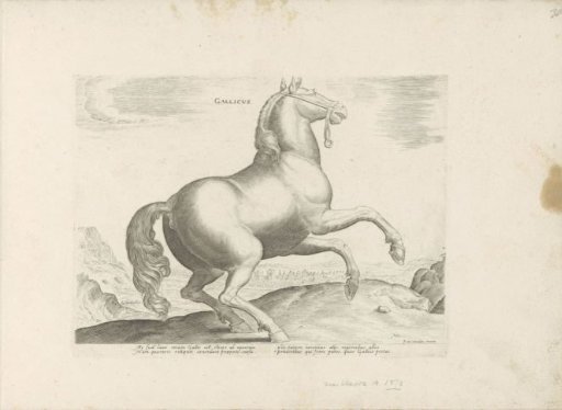 Horse from France