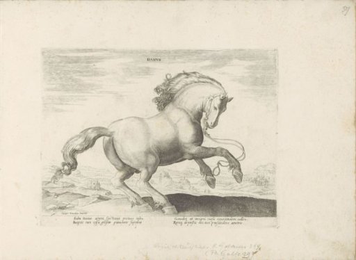 Horse from Denmark