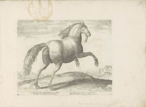 Horse from Spain