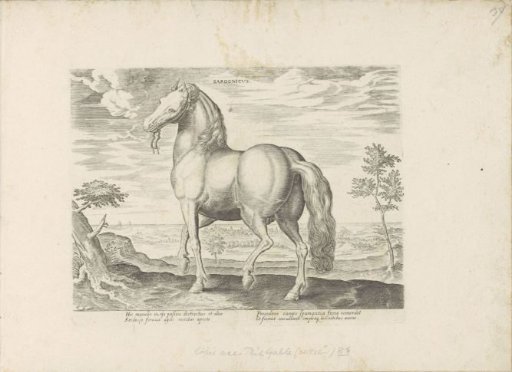 Horse from Sardinia