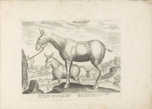 Mule and donkey