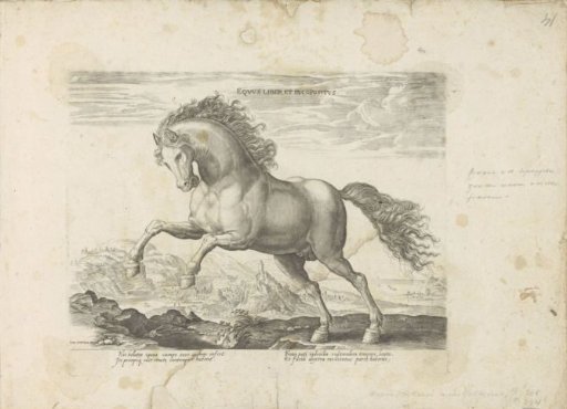 Wild horse