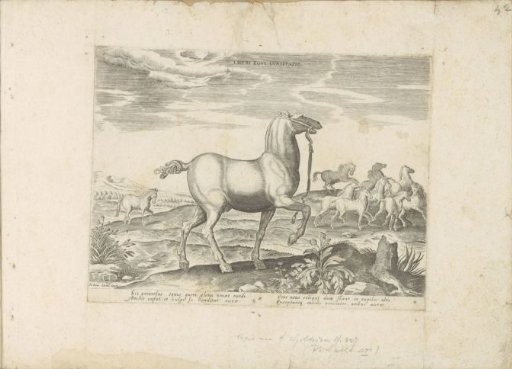 Herd of wild horses