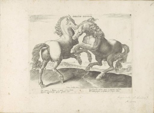 Two fighting horses