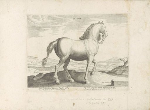 Horse from Flanders