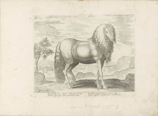 Horse from Romania (Dacus)
