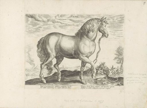 Horse from Calabria