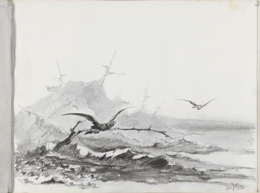 Seagulls near a rocky coast