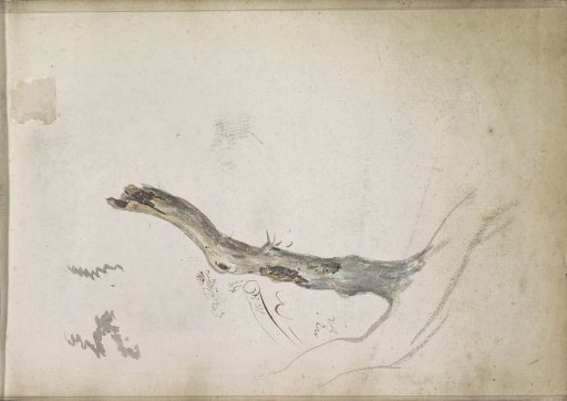 Tree trunk