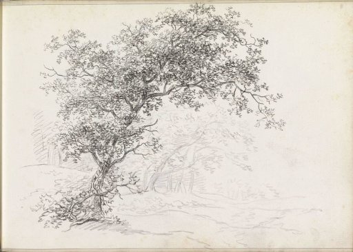 Landscape with Trees