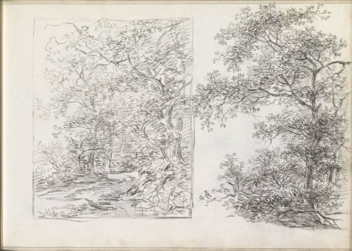 Forest Path and Trees