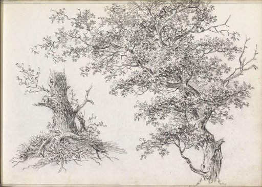 Trunk, Roots and Branches of a Tree